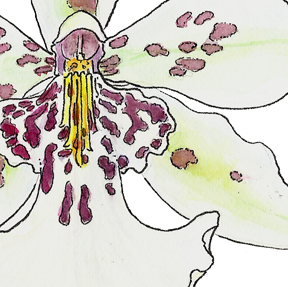 Detail of white orchid flower in pen and ink with watercolor
